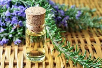 Rosemary essential oil properties and uses