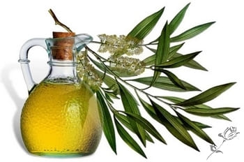 Tea tree essential oil properties and uses