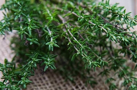 thyme and rosemary for face