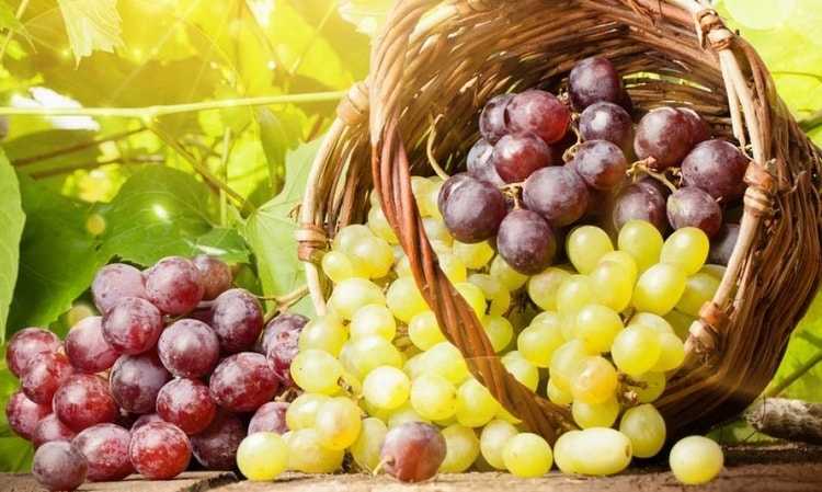 польза винограда